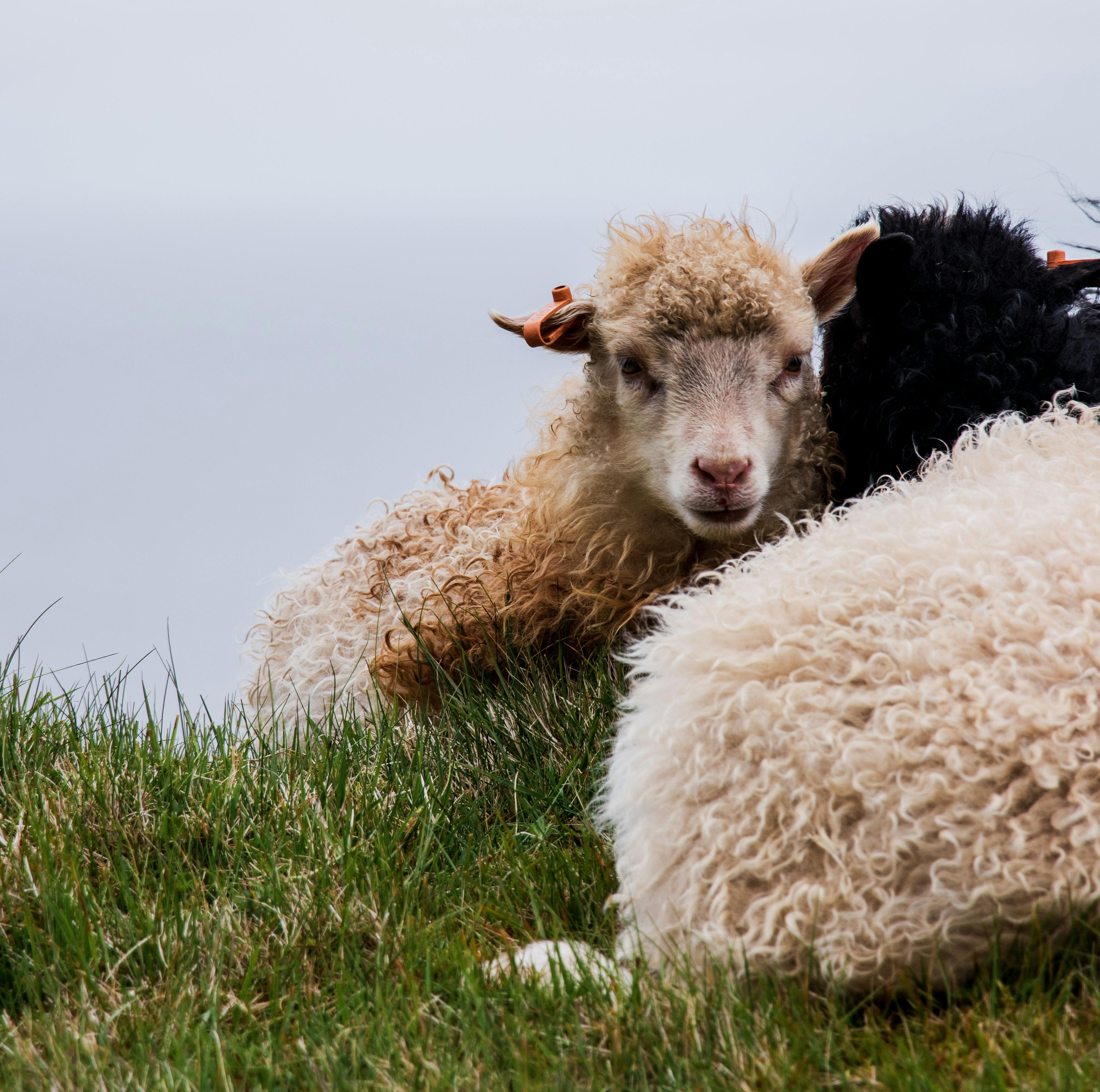 Image of sheeps